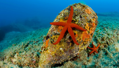 pinna nobilis e stella marina