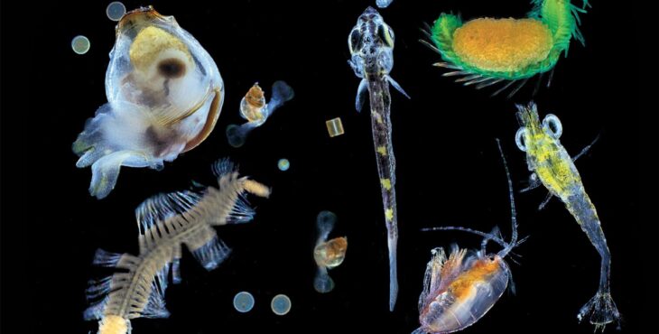 Plancton: l’universo in una goccia d’acqua
