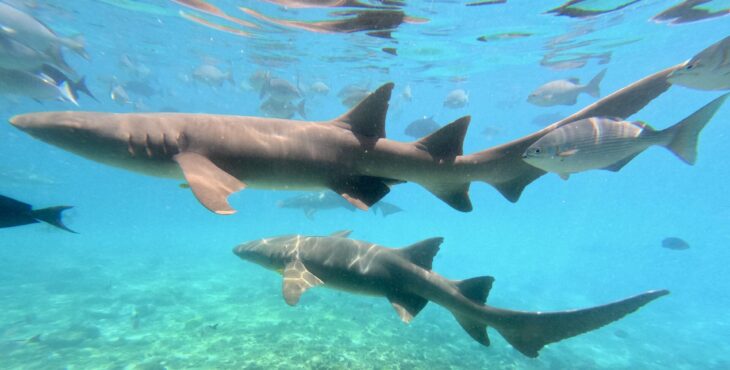 Un bagno con gli squali