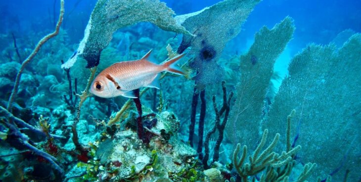 Il microscopio dei coralli