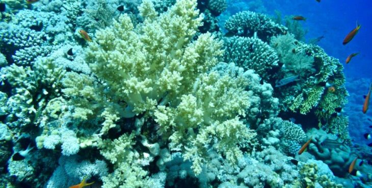 Gli allevatori di corallo dei Caraibi