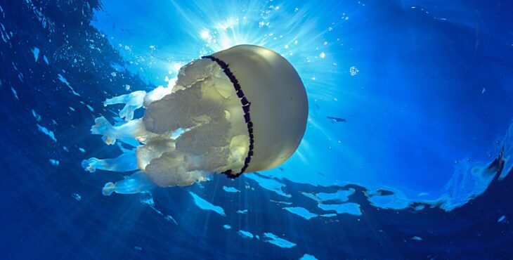 Tre occasioni d’oro per i fotografi subacquei in cerca di gloria e di nuove emozioni