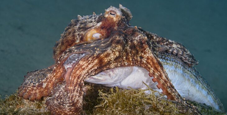 I fotosub Moroni e Raho mattatori al Trofeo Comune di Zoagli 2025 – Le foto premiate