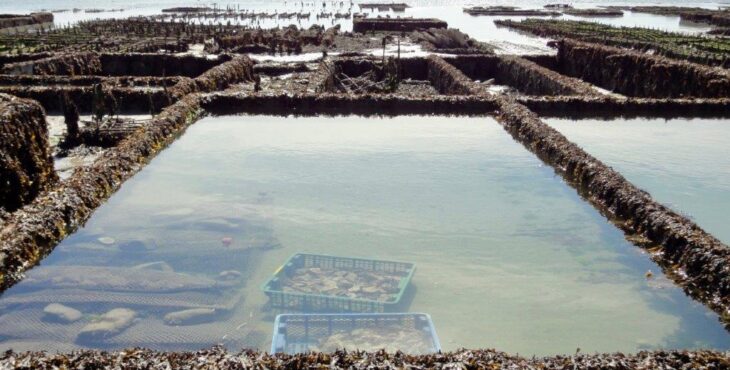 I banchi di ostriche del Mare del Nord