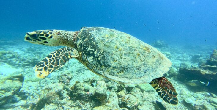 Scoperta la biomeccanica dei gusci delle tartarughe: un capolavoro di ingegneria