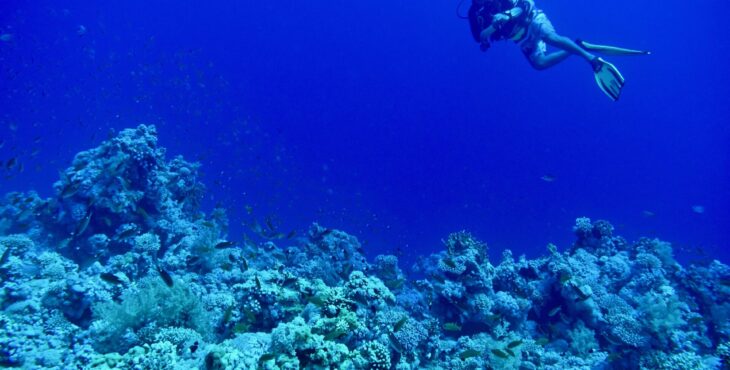 I barili del Gordon Reef