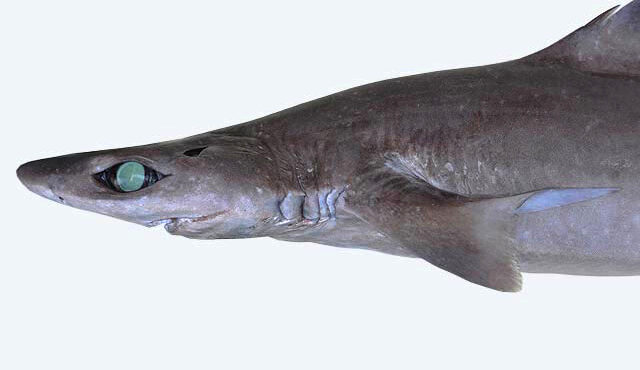 Lanciata una petizione contro la revoca del divieto di pesca dei Gulper shark alle Maldive