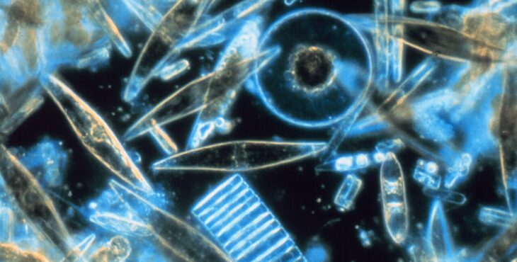 La carenza di ferro mette a rischio la fotosintesi del fitoplancton marino