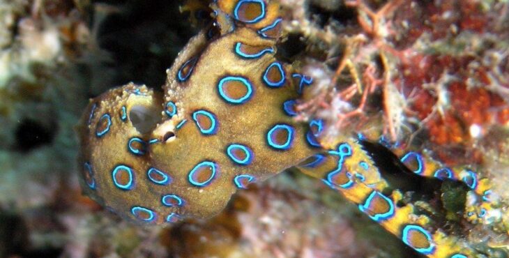 Il polpo dagli anelli blu: perché è così letale?