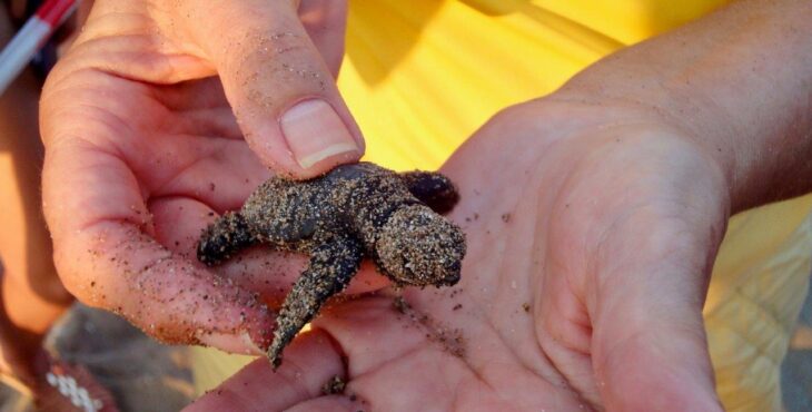 Le tartarughe verdi declassate a “rischio minimo” nella lista rossa dell’IUCN